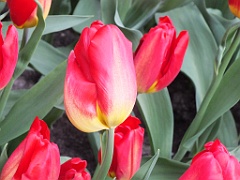 tulipsNL (124)